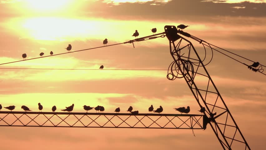 Birds perch on wires over a lake against the backdrop of a beautiful sunset. The bird colony are perched on an electric wires over water.