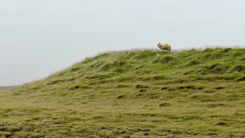 Sheep Standing On Hill In Icelandic Countryside. High quality 4k footage