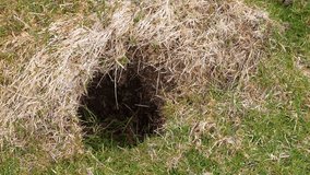 A close view of a Magellanic penguin nesting burrow on the Falkland Islands, showing the rounded entrance carved into dry grass and soil, typical of the species’ natural breeding environment. - Powered by Shutterstock - Get 15% off with code: PIKWIZARD15