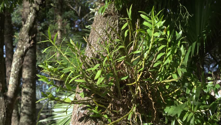 Sunlit orchid-like epiphytes growing on a forest tree, with soft shadows and a peaceful Brazilian woodland atmosphere.
