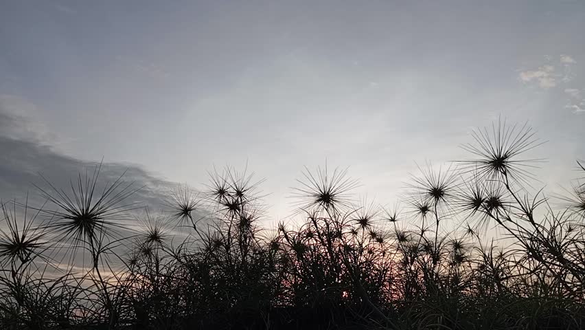 Silhouettes of Wild Grasses at Twilight
​Spiky Horizon Under a Serene Sky
​Nature