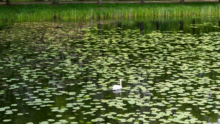 Top-down view of a pond blanketed with round lily pads as a small white bird swims across calm water. Showing aquatic plant patterns, ripples and green shoreline vegetation in Denmark wetlands.