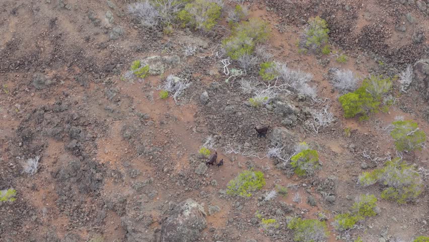 Aerial tracking shot follows a small herd of feral goats running quickly across the rough, reddish volcanic rock and brush of a dry landscape in Maui, Hawaii.