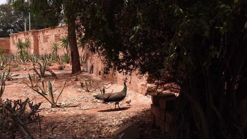 A magnificent bird with its babies moving through an environment under the sun