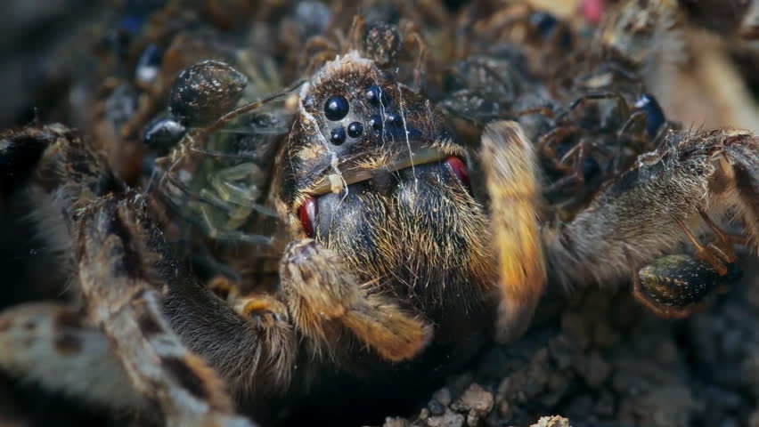 Tarantula with spiderlings in nest.