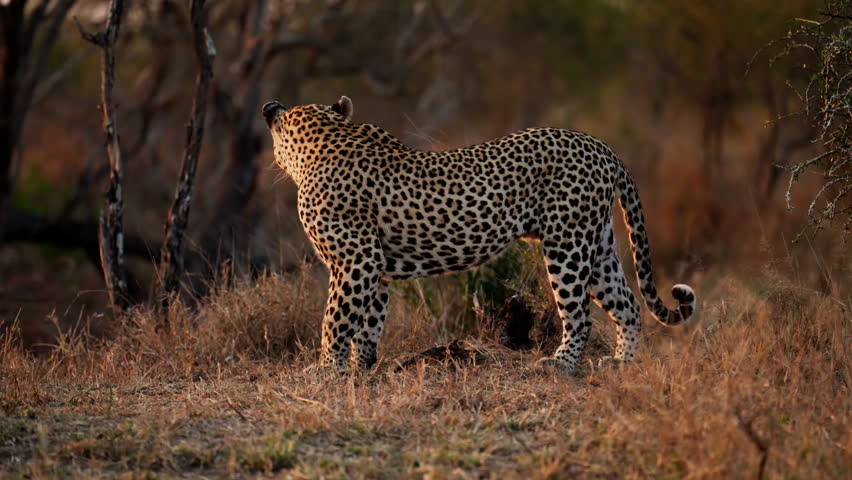 Two leopards in the wild, slow motion.