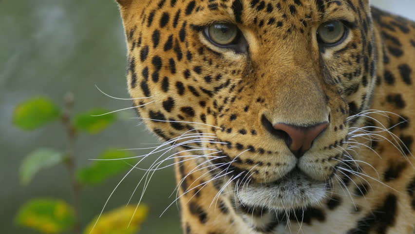 Close-up of leopards head, slow motion.