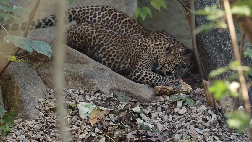 Two young leopards eating their prey.