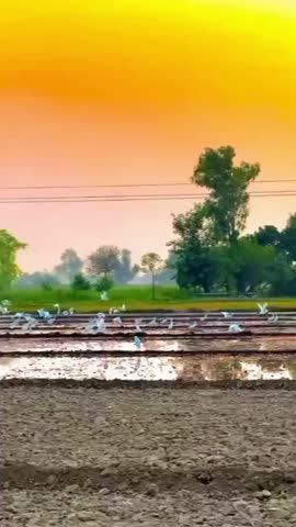 A serene landscape featuring a vibrant sunset over a field with birds soaring through the air