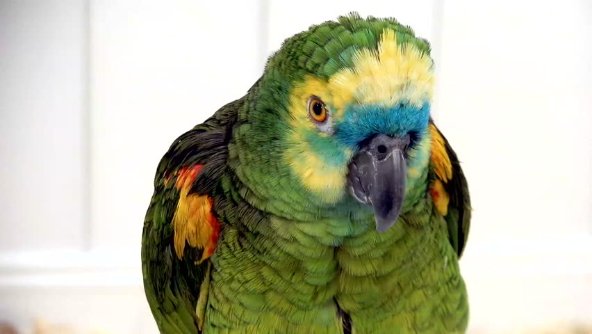 Portrait of The blue-fronted amazon (Amazona aestiva).