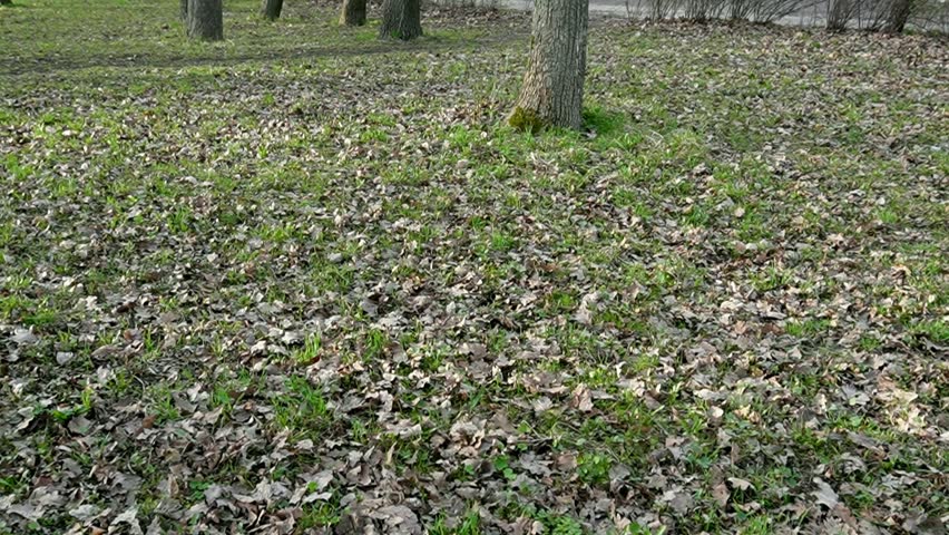 Green foliage grows in the park, fallen dry leaves lie on the foliage. In the background, you can see dry trees with fallen leaves, as well as a well-trodden path that runs through the park. FullHD 