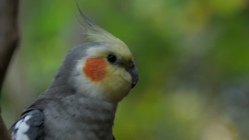 Portrait of the cockatiel (Nymphicus hollandicus) looking around.
