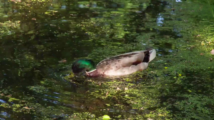 A mallard (Anas platyrhynchos) swimming and feeding on a duckweed in a water.