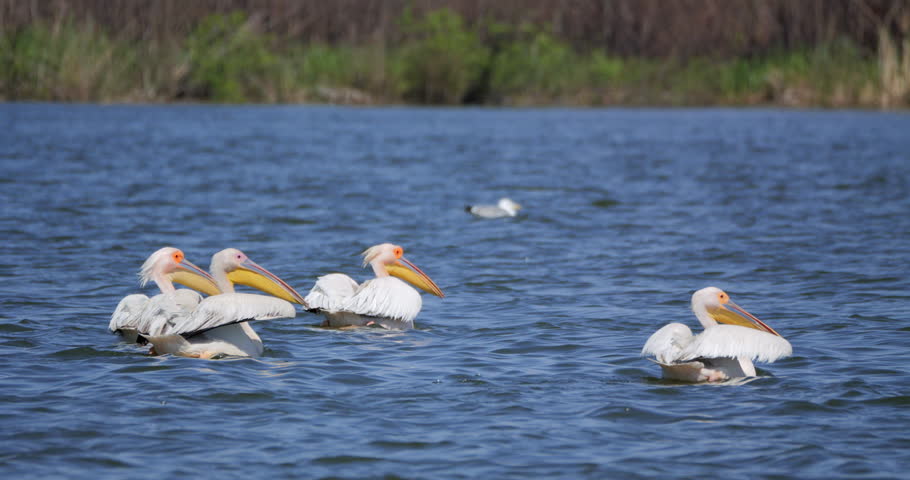 The great white pelicans (Pelecanus onocrotalus) taking off from the water