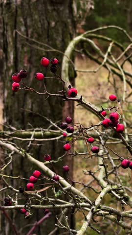 A bunch of red berries on a tree branch in the woods.