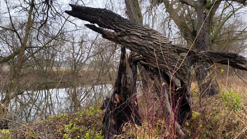 A fallen tree in the middle of a grassy field next to a body of water.