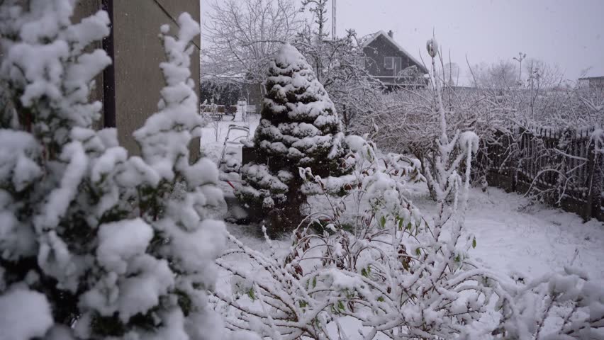 Falling snow covering a garden with conifer, shrubs, branches and fencing, with a house visible in the wintry background