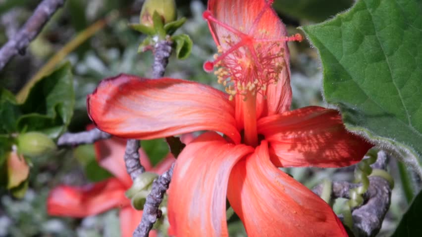 Portrait of the rare, endangered red Hawaiian hibiscus (kokiʻo ʻulaʻula, Hibiscus clayi). Endemic to Kauaʻi. Great for conservation, science, or Hawaiian educational material. (186 characters)