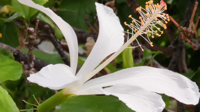 Close-up portrait of a rare, endangered white Hawaiian hibiscus (kokiʻo keʻokeʻo, scientific name: Hibiscus arnottianus immaculatus). This native species is found almost exclusively on Molokaʻi.