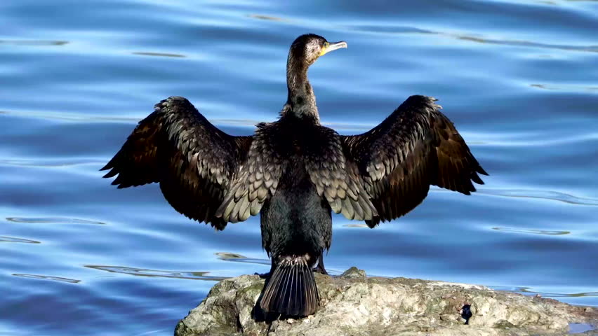 Cormorant perching on a rock by a water and preening.