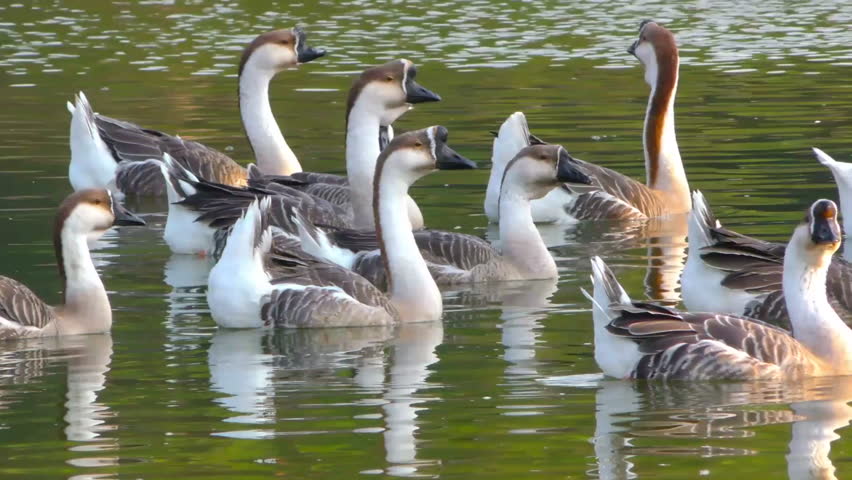 Flock of Chinese geese swimming in water.