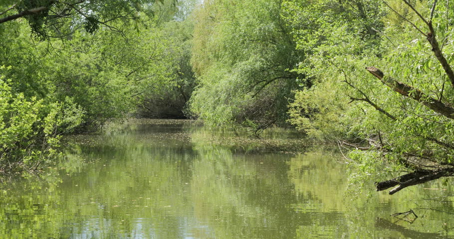 Bird flying over water in Danube delta