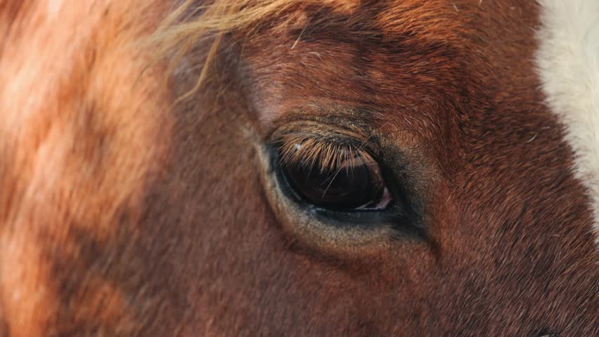 A close-up of a horse