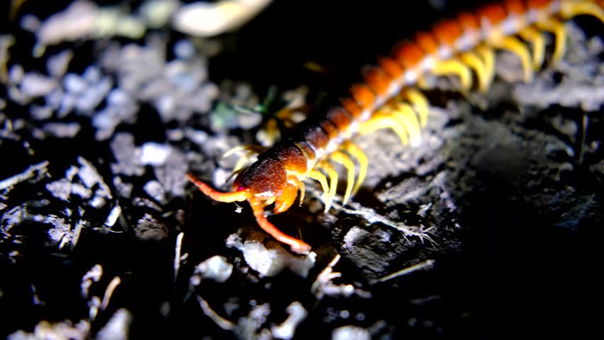 Close-up of Large Centipede Creeping Slowly on Forest Ground (Camera Shake)