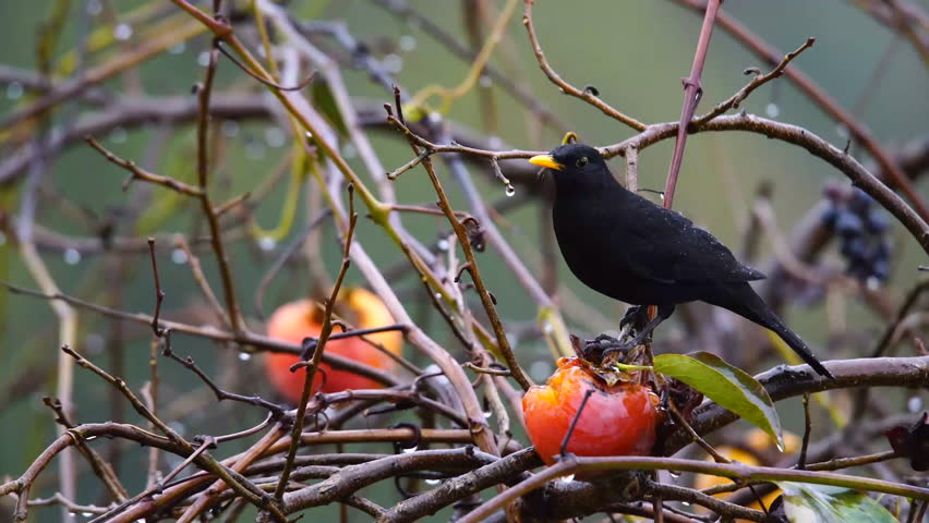 Blackbird (Turdus merula) feeding on a khaki fruit on a rainy day.
