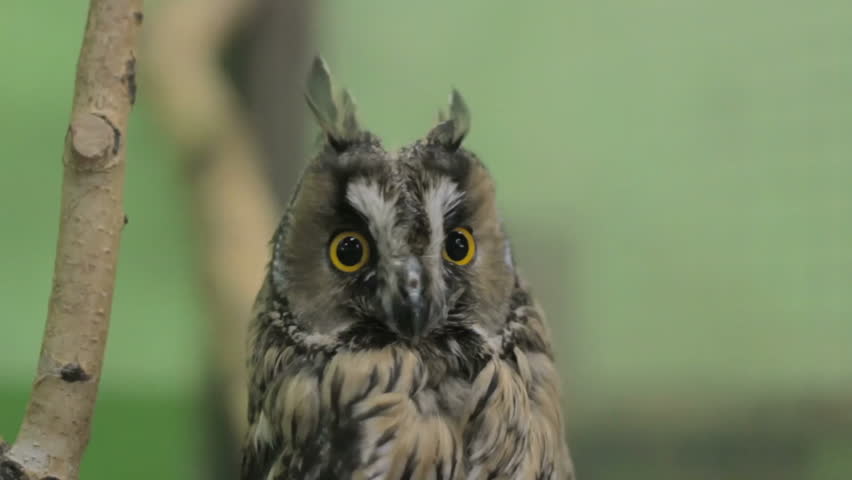 Portrait of the long-eared owl (Asio otus) looking at camera.
