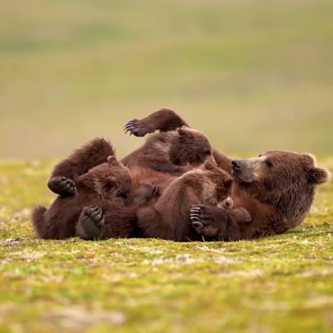 Brown Bear Mother Playing with Cubs