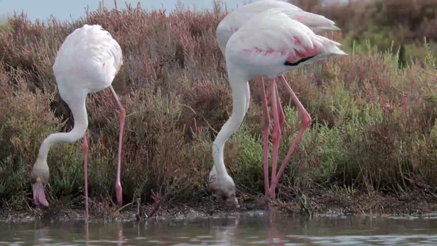 Flamingos feeding in shallow water.