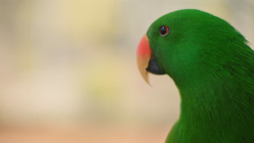 Close-up of a male Eclectus parrot (Eclectus roratus) looking around.
