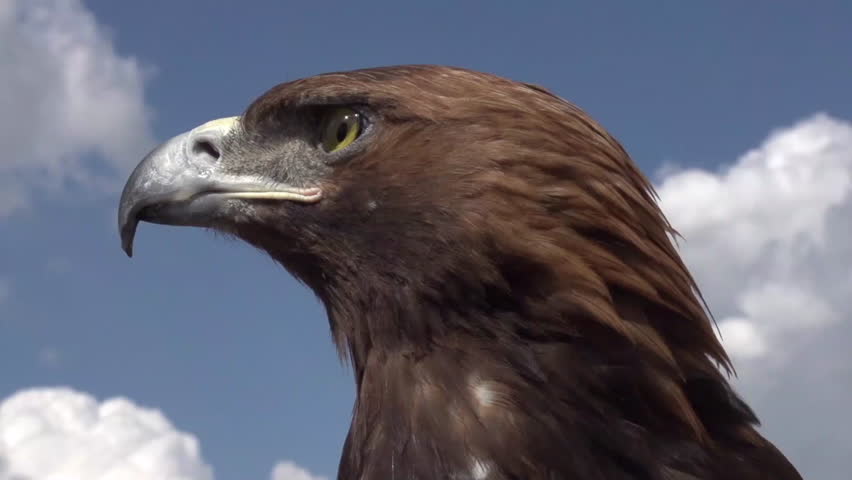 Close-up of a golden eagle (Aquila chrysaetos) against the sky.
