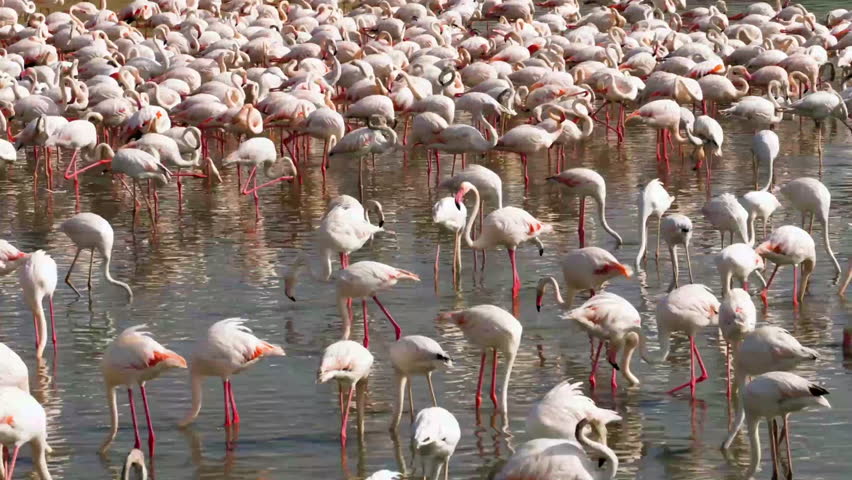 A large flock of greater flamingos (Phoenicopterus roseus), wading and feeding in shallow water.