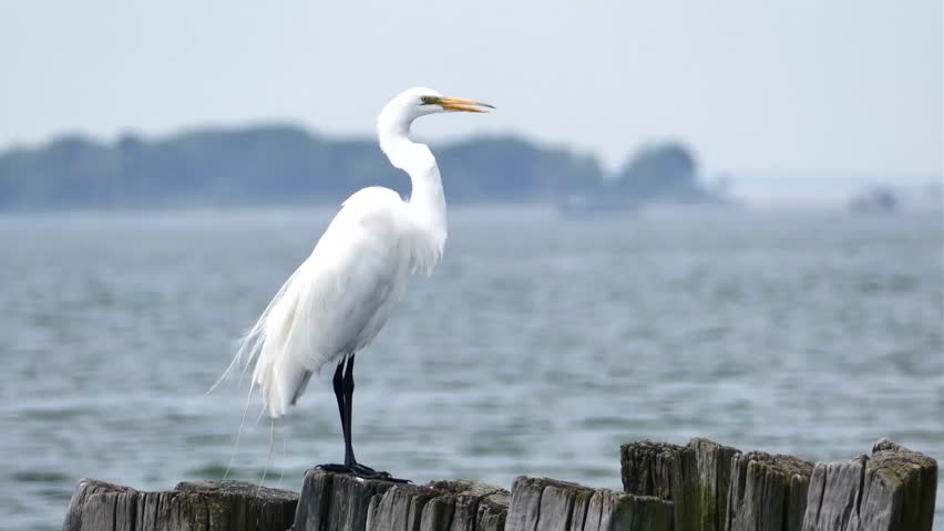 A Great Egret (Ardea alba) perching on a wooden post by the water.