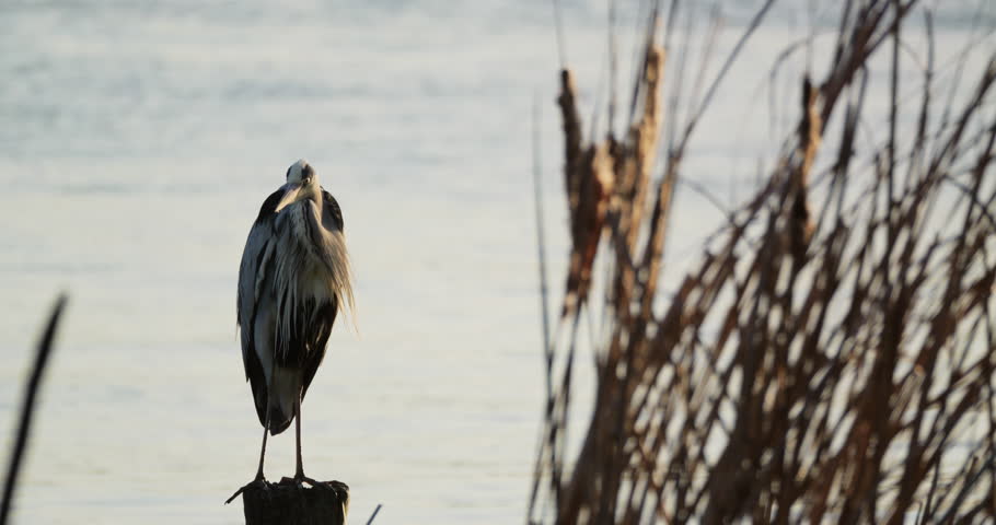 Grey heron (Ardea cinerea) sitting on wooden pole in river and pecking feathers