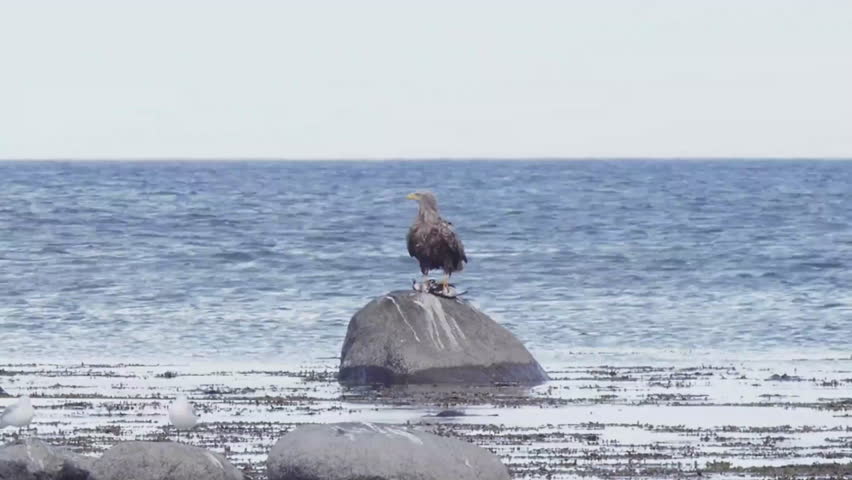 The white-tailed eagle (Haliaeetus albicilla) perching on a rock with a pray in claws and lying away.