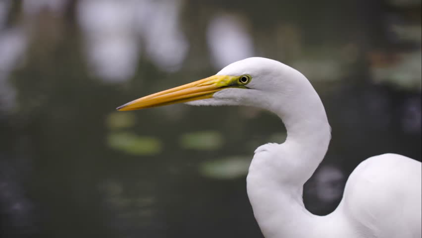 The great egret (Ardea alba) standing near water and looking.