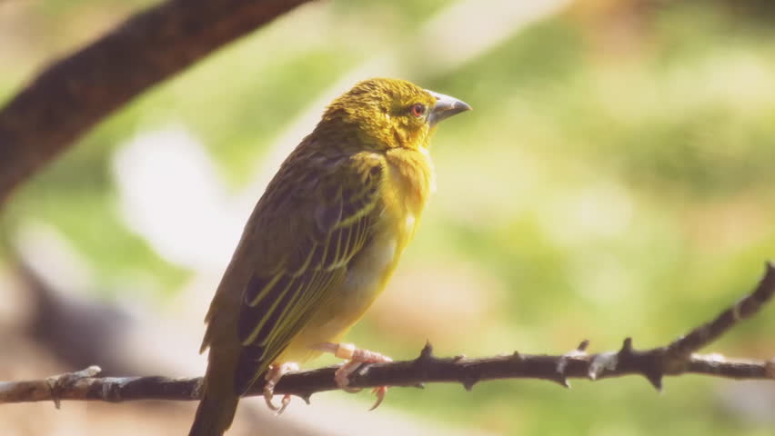 The yellow warbler (Setophaga petechia) perching in a tree and flying away.