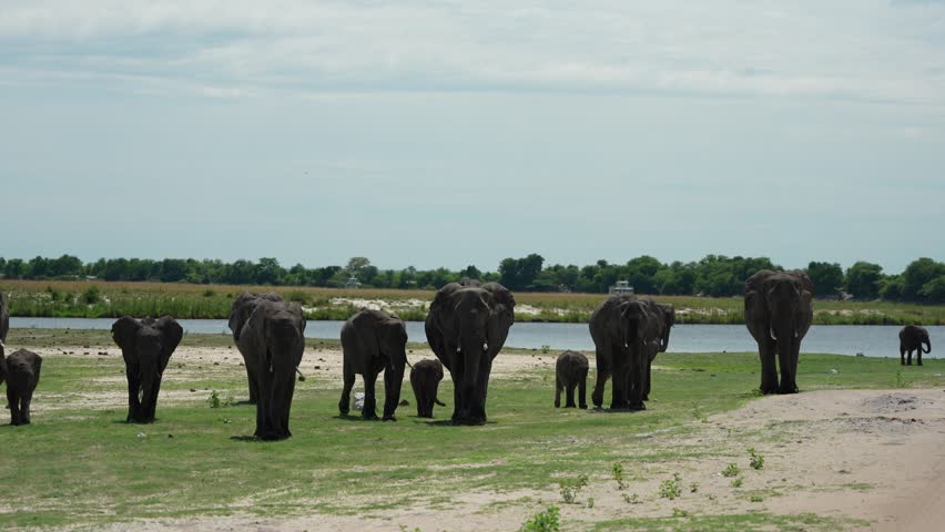 Herd of elephant in the river. Wildlife scene from nature. A herd of African elephants drinking at a waterhole lifting their trunks, Chobe National park, Botswana, Africa.