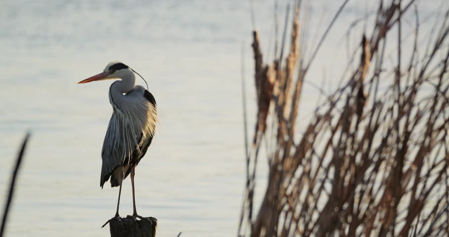 Grey heron (Ardea cinerea) sitting on wooden pole in river