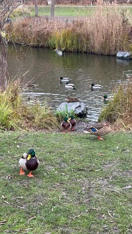 Wild ducks in a clearing by the pond
