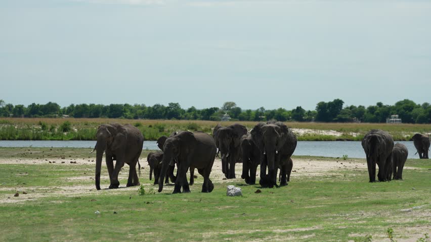 Herd of elephant in the river. Wildlife scene from nature. A herd of African elephants drinking at a waterhole lifting their trunks, Chobe National park, Botswana, Africa.