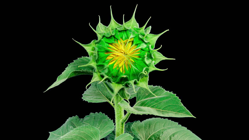 Yellow Sunflower Head Blooming in Time Lapse. Opening Flower on a Black Background from Bud in Timelapse. Wilting Yellow Flower While Seeds Ripen
