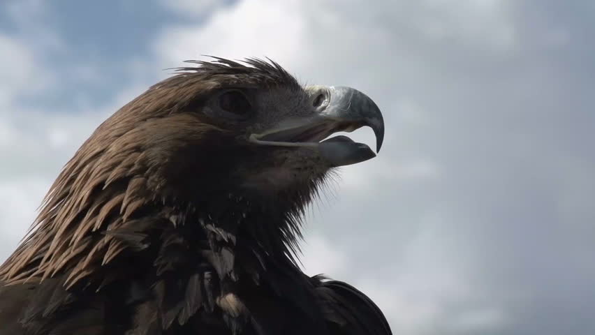 Close-up of a golden eagle (Aquila chrysaetos) looking around against the sky.