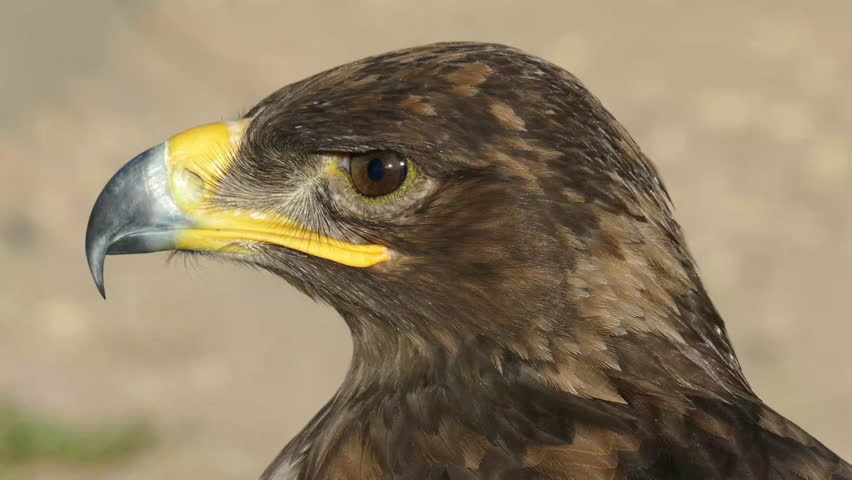 Portrait of The golden eagle (Aquila chrysaetos) looking around.