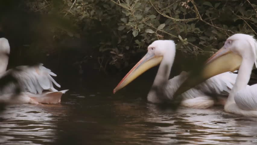 The great white pelicans (Pelecanus onocrotalus) swimming in water.