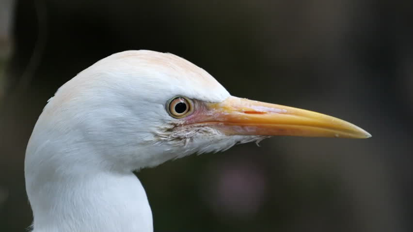 A close up portrait of the Cattle egret (Bubulcus ibis) looking around.