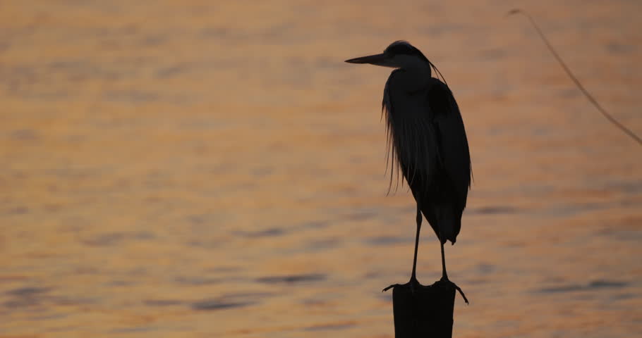 Sunset silhouette of heron taking off from wooden rod in water and flying away